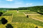 Estate Wine and Cider Tastings
